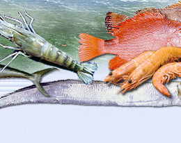 Seafoods, exporters, processors, marine foods, frozen, sea food, fish, shrimps, prawns, scampi, fresh water prawns, pud shrimps, Indian seafood exporters, Cochin, Kerala, India, packers